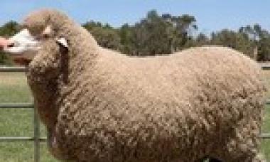 Klassificering och applicering av olika typer av fårskinn